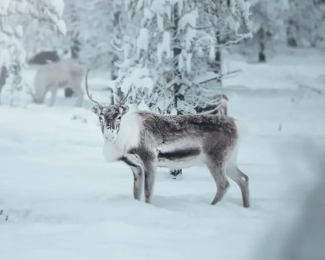 Idrefjall natur 86