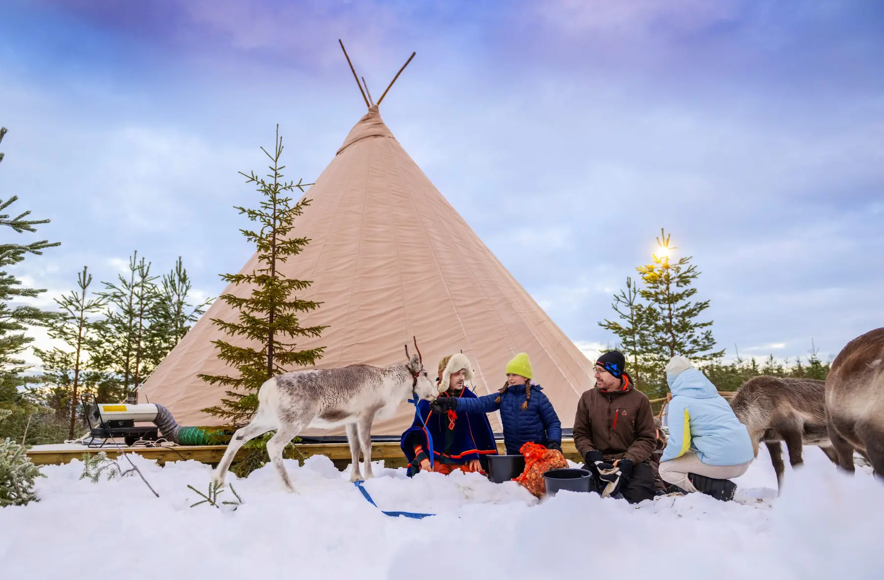 Sami Reindeer17 scaled